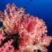 coral_soft_arch_v_0705_png1036.jpg